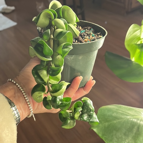 Hindu Hoya Rope/compacta 🪴✅💚 - Picture 2 of 6